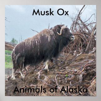 Musk ox-Animals of Alaska Poster