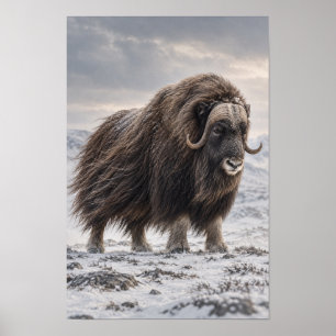 Musk Ox in Snowy Tundra Wildlife Wall Art