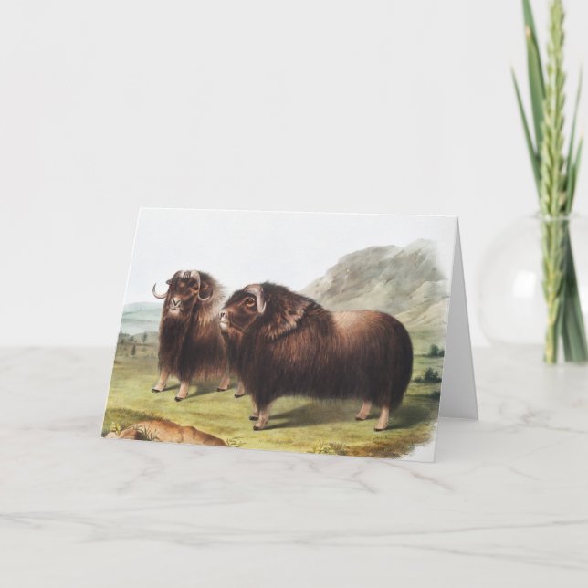 Musk Ox (Ovibos moschatus) Illustration Card (Front)
