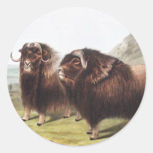 Musk Ox (Ovibos moschatus) Illustration Classic Round Sticker