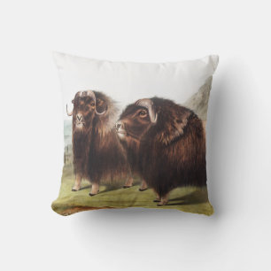 Musk Ox (Ovibos moschatus) Illustration Cushion