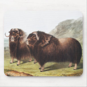 Musk Ox (Ovibos moschatus) Illustration Mouse Mat