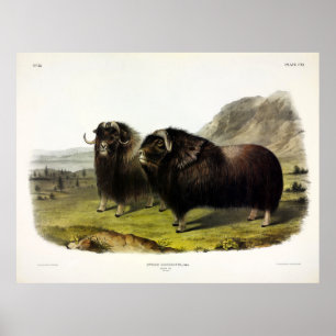 Musk Ox (Ovibos Moschatus) (Muskox) by Audubon Poster