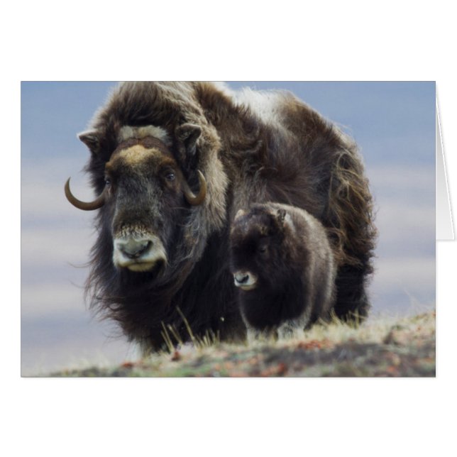 Musk Ox with Calf (Front Horizontal)