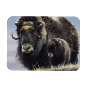 Musk Ox with Calf Magnet