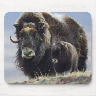 Musk Ox with Calf Mouse Mat