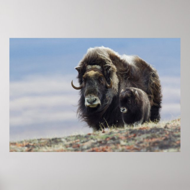 Musk Ox with Calf Poster (Front)