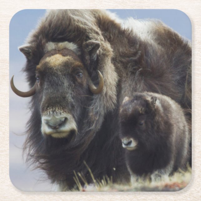 Musk Ox with Calf Square Paper Coaster (Front)