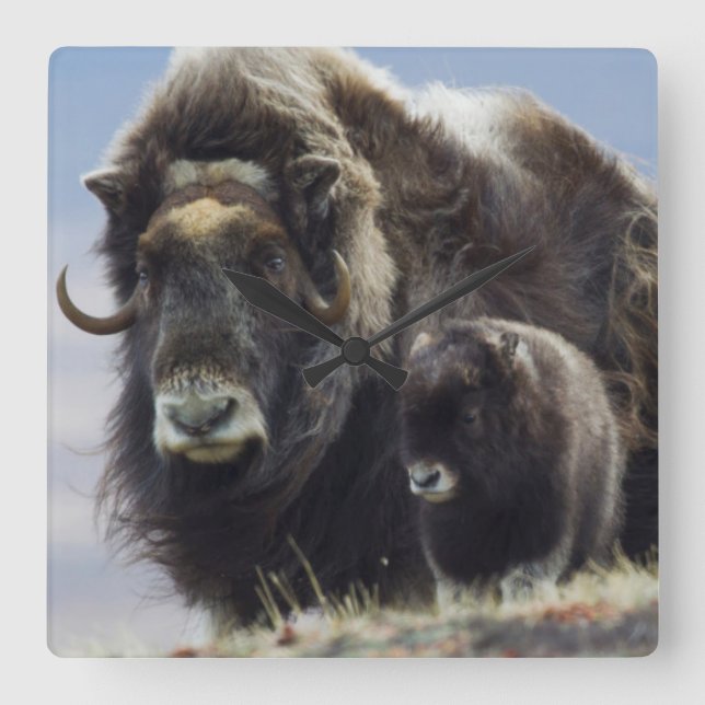 Musk Ox with Calf Square Wall Clock (Front)