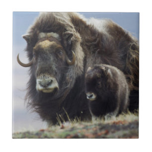 Musk Ox with Calf Tile