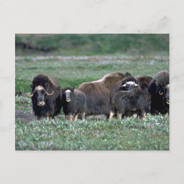 Musk Oxen herd on tundra Postcard (Front)
