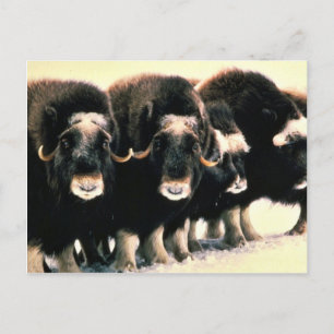 Musk Oxen Postcard