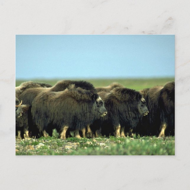 Musk Oxen Postcard (Front)
