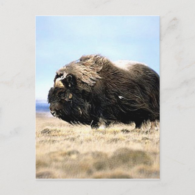 Musk Oxen Postcard (Front)