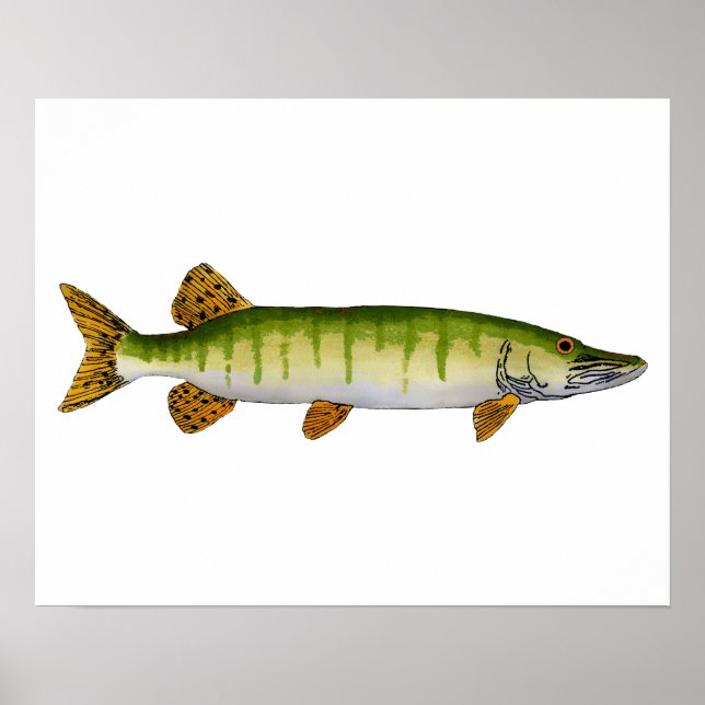 Muskellunge (Muskie) Poster (Front)