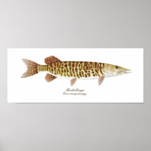 Muskie art poster