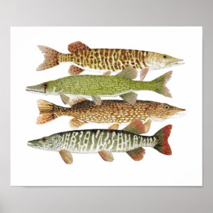 Muskie,Pike, Tiger & Pickerel II Poster