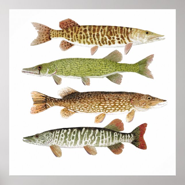 Muskie,Pike, Tiger & Pickerel Poster (Front)
