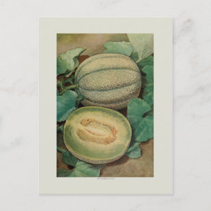 Muskmellon Postcard