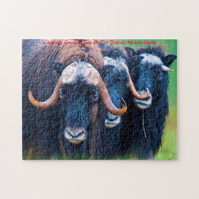 Muskox Alaska. Christmas Greetings Jigsaw Puzzle (Horizontal)