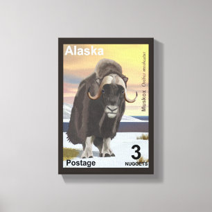Muskox Canvas Print