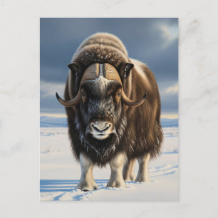 Muskox in Aulavik National Park Canada Postcard