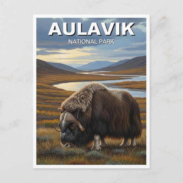 Muskox in Aulavik National Park Canada Postcard (Front)