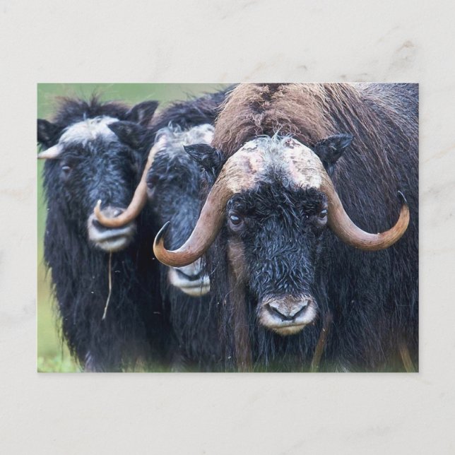 Muskox Muskoxen ,Alaska Holiday Postcard (Front)