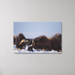 muskox, Ovibos moschatus, bull and cow Canvas Print