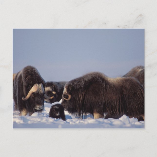 muskox, Ovibos moschatus, bull and cow Postcard (Front)