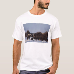 muskox, Ovibos moschatus, bull and cow T-Shirt