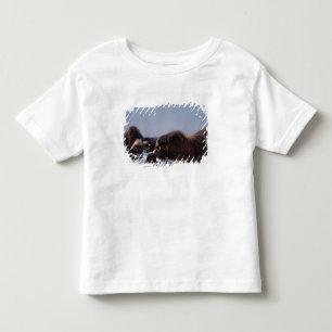 muskox, Ovibos moschatus, bull and cow Toddler T-Shirt