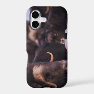 muskox, Ovibos moschatus, cow with newborn,
