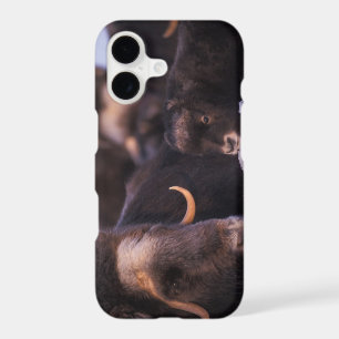muskox, Ovibos moschatus, cow with newborn,