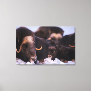 muskox, Ovibos moschatus, cow with newborn, Canvas Print