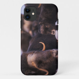 muskox, Ovibos moschatus, cow with newborn, iPhone 11 Case