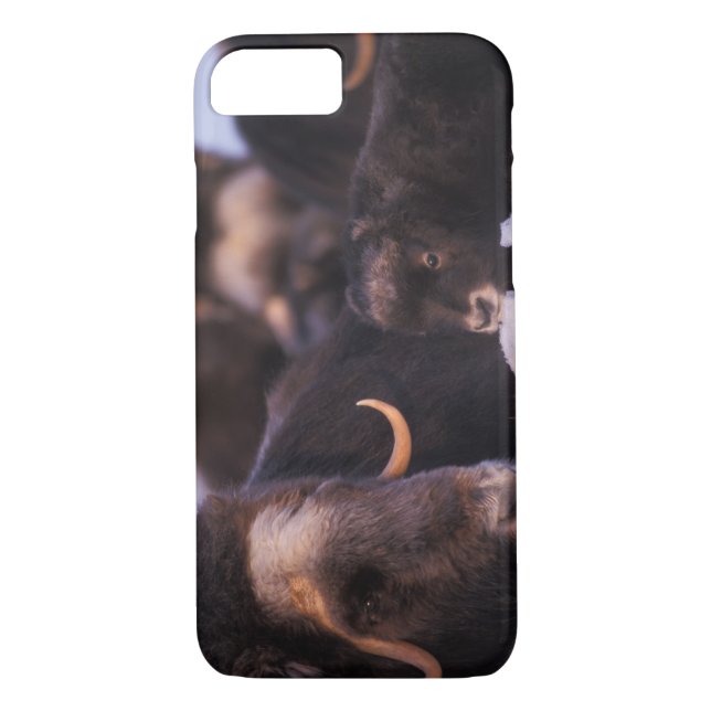 muskox, Ovibos moschatus, cow with newborn, Case-Mate iPhone Case (Back)