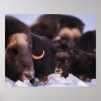muskox, Ovibos moschatus, cow with newborn,