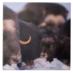 muskox, Ovibos moschatus, cow with newborn, Tile