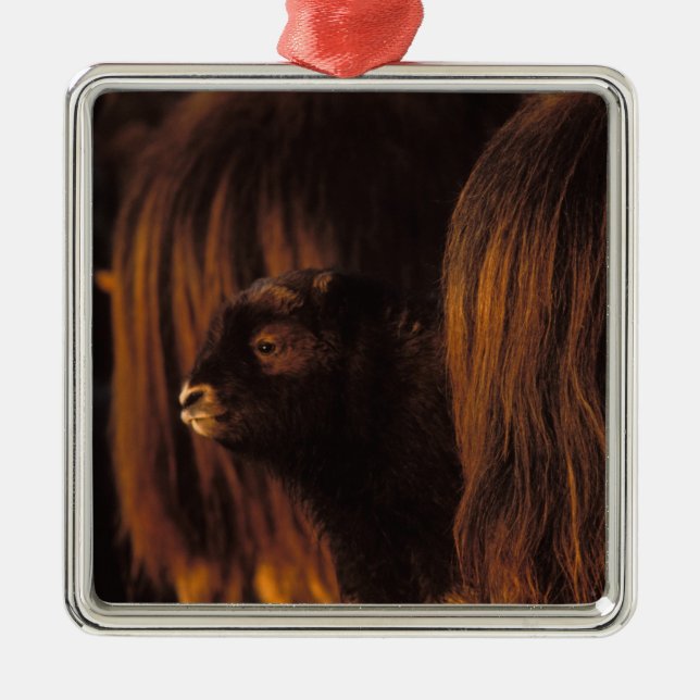 muskox, Ovibos moschatus, newborn calf Metal Tree Decoration (Front)