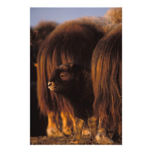 muskox, Ovibos moschatus, newborn calf Photo Print