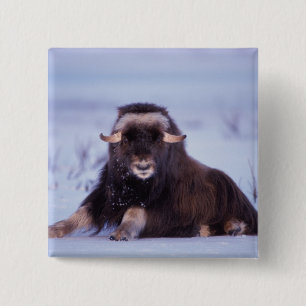 muskox, Ovibos moschatus, young bull 15 Cm Square Badge