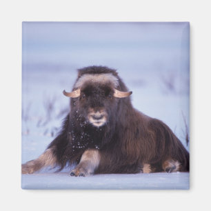 muskox, Ovibos moschatus, young bull Magnet