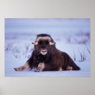 muskox, Ovibos moschatus, young bull Poster
