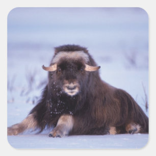 muskox, Ovibos moschatus, young bull Square Sticker