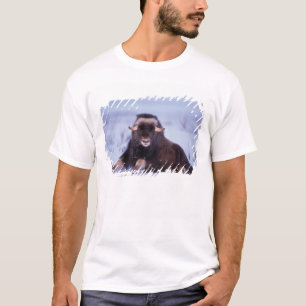 muskox, Ovibos moschatus, young bull T-Shirt