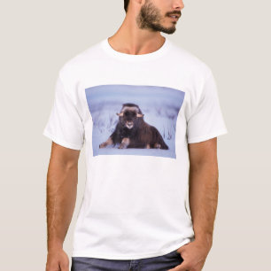 muskox, Ovibos moschatus, young bull T-Shirt