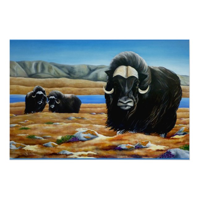 Muskox Painting Canadian Wildlife Poster Print (Front)