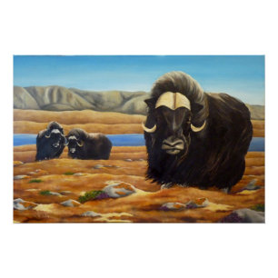 Muskox Painting Canadian Wildlife Poster Print