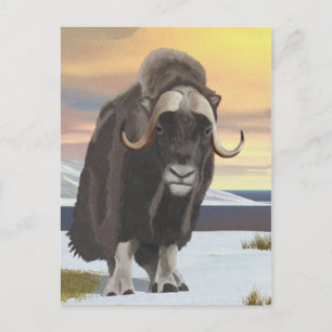 Muskox Postcard
